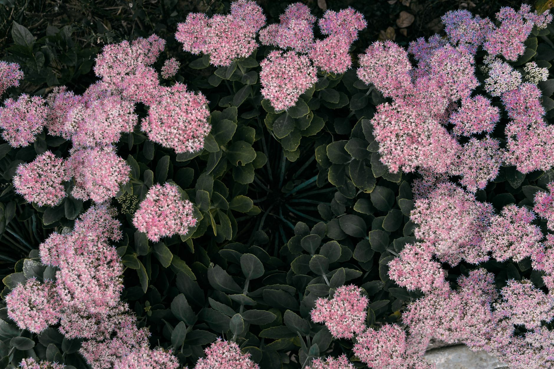 "Does Rhodiola Rosea Actually Help With Fatigue and Stress?" What 11 Clinical Studies Reveal About This Arctic Adaptogen