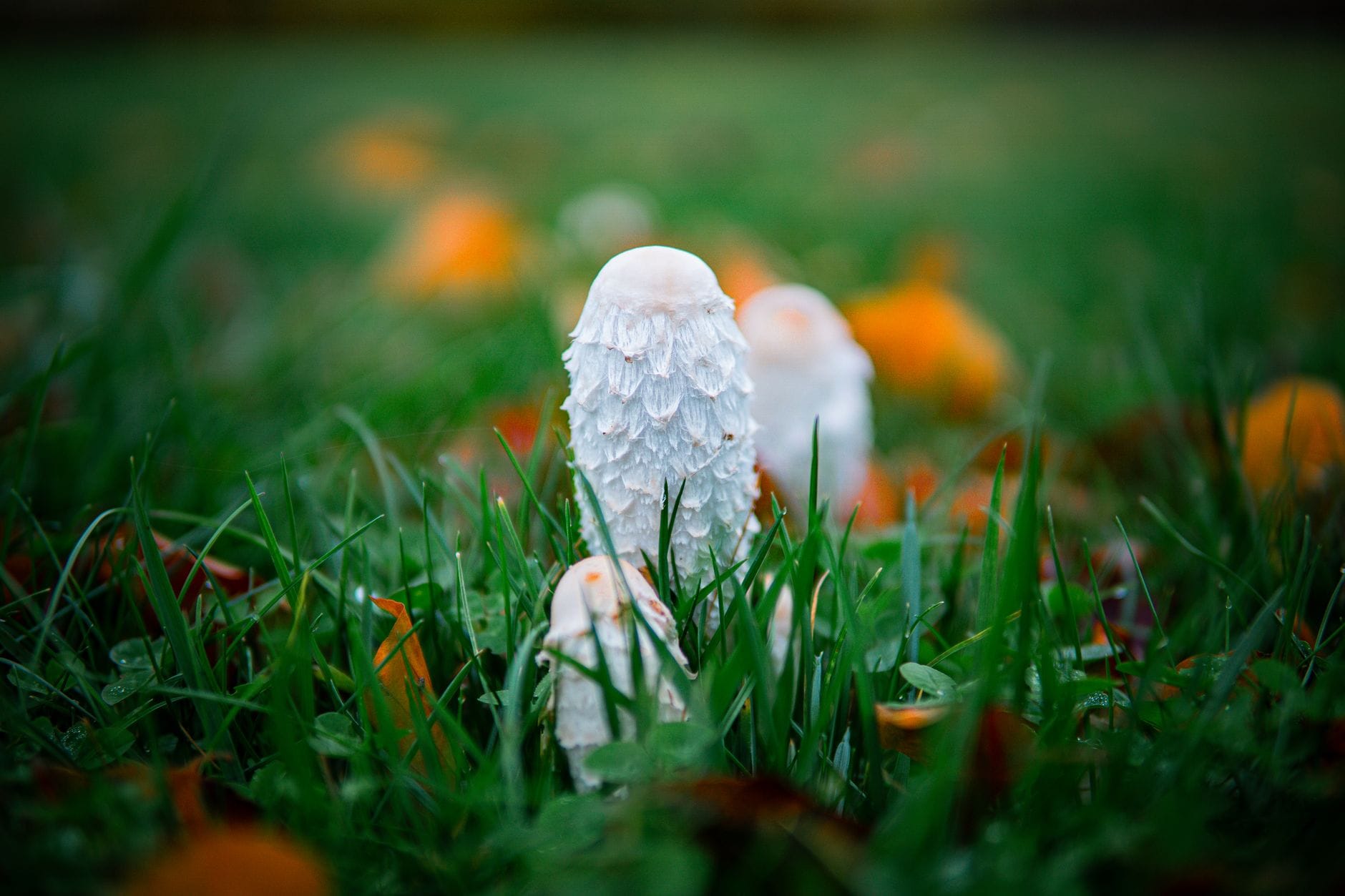 "Has Anyone Actually Had Success With Lion's Mane for Memory or Nerve Issues?" What 15+ Clinical Studies Reveal About This Neurotrophic Mushroom